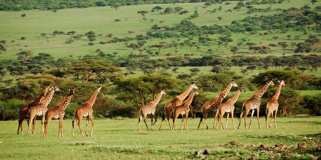 girafe tanzania safaris