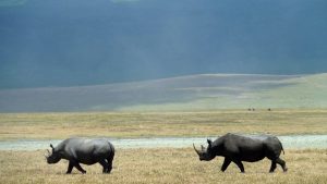 black Rhino ngorongoro crater